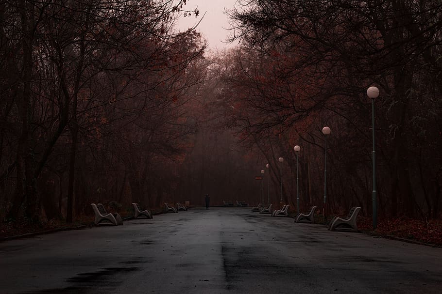 Gray Road Between Trees, after the rain, benches, cold, environment HD wallpaper