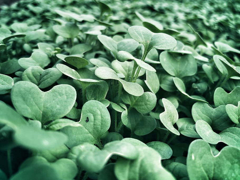 green plants at daytime, green color, leaf, plant part, freshness HD wallpaper