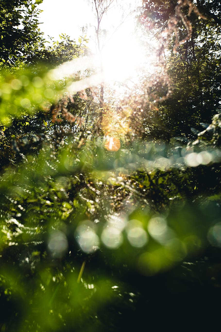 green trees, plant, sunlight, nature, selective focus, no people HD wallpaper