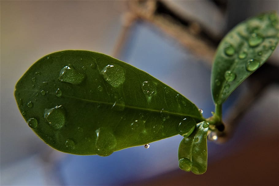 leaf, rain drops, dew, nature, water, leaves, green, wet, plant HD wallpaper
