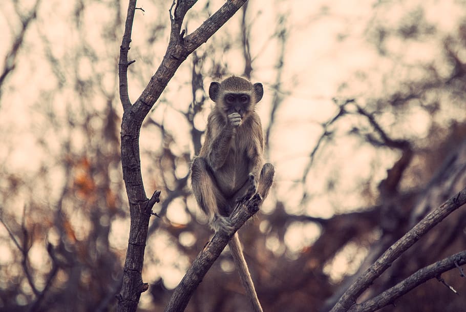 brown monkey, mammal, wildlife, animal, bird, baboon, lemur, leopard HD wallpaper