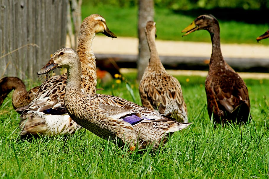 ducks, bird, nature, meadow, feather, water bird, wing, grass HD wallpaper