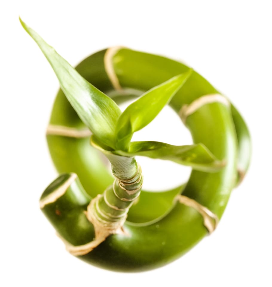 bamboo, flora, foliage, fresh, freshness, gray, green, growth HD wallpaper