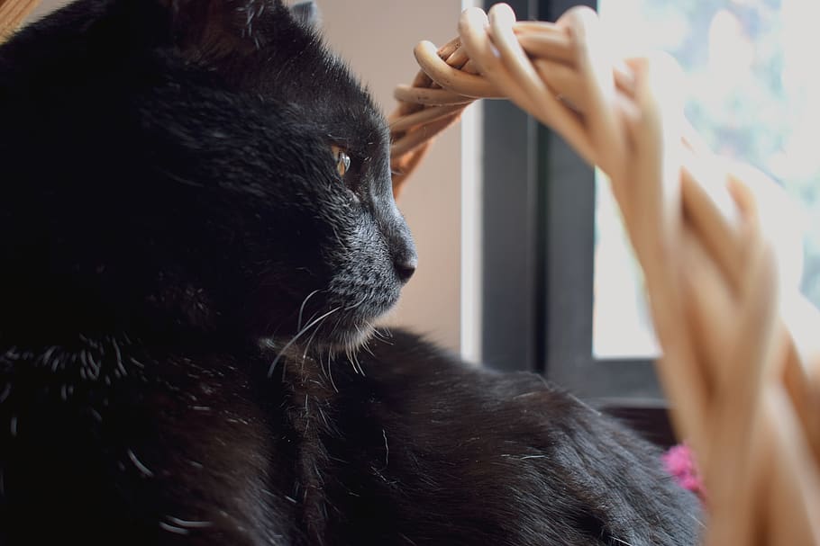 cat, black, palmito, pet, mammal, domestic, pets, one animal HD wallpaper