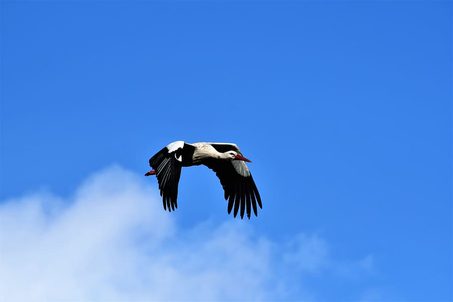 stork, flying, flight, bird, nature, rattle stork, plumage HD wallpaper