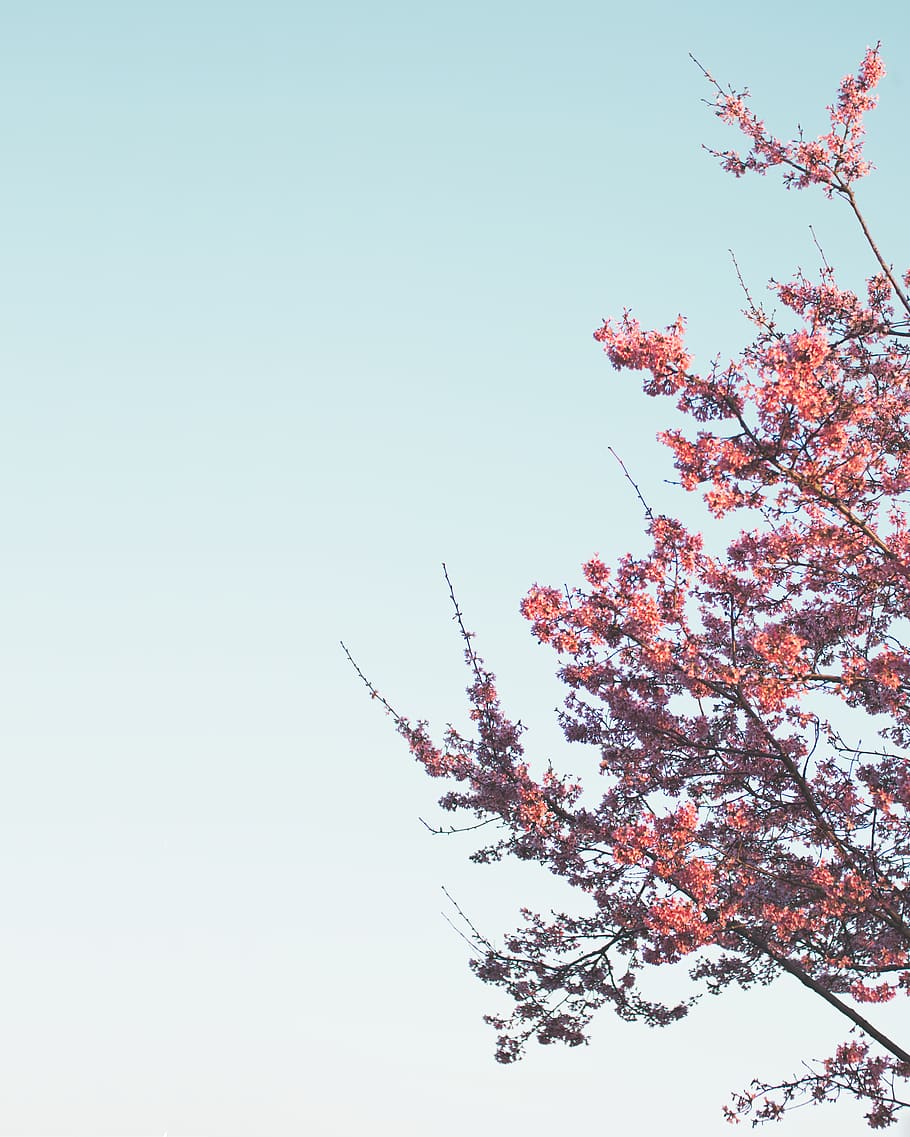 pink cherry blossoms, sky, plant, tree, low angle view, beauty in nature HD wallpaper