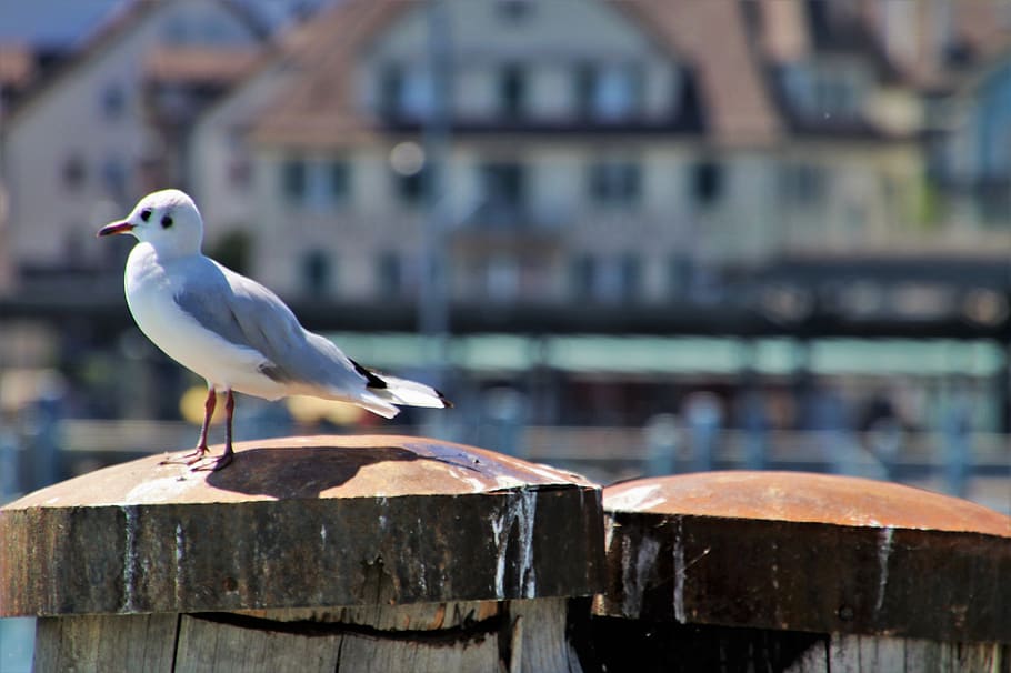 bird, sitting, seagull, wild, white, beach, natural, nature HD wallpaper