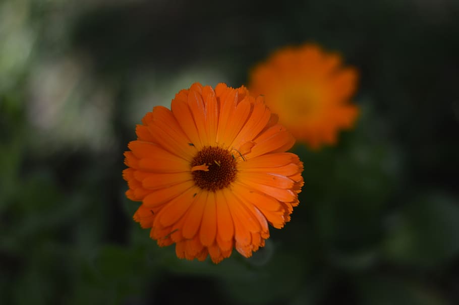 iran, tabriz, flower, orange, beautiful, dark, flowering plant HD wallpaper
