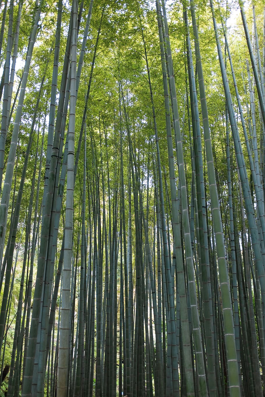 trees, bamboo, grove, forest, green, leaves, nature, outdoors HD wallpaper