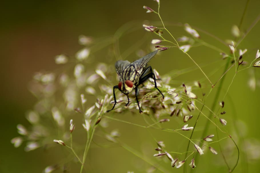 fly, close up, nature, insect, animal, wing, macro, summer HD wallpaper