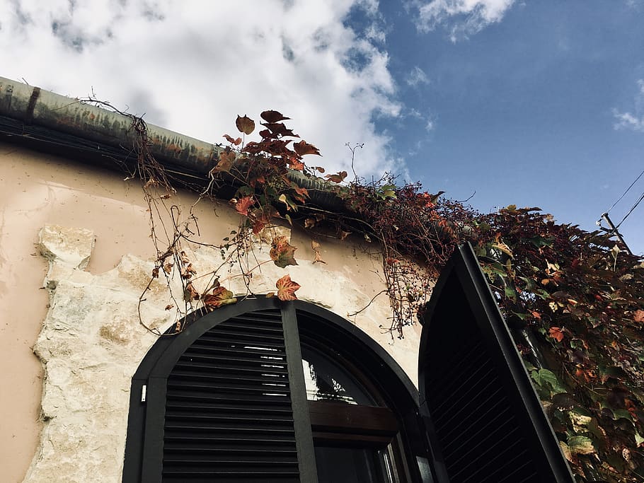 autumn, building, restored, window, nature, natural, blue sky HD wallpaper
