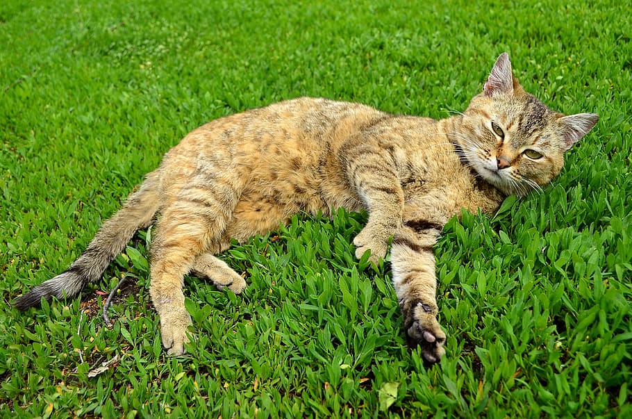 cat, predator, animals, fur, eyes, feline, cat on the grass HD wallpaper
