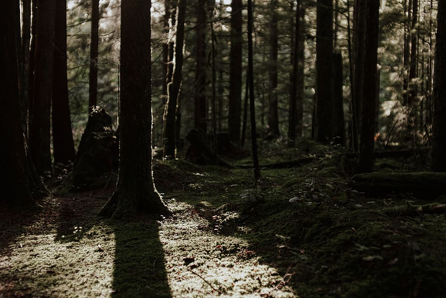 trees and plants, ground, forest, tree trunk, vegetation, sunlight HD wallpaper