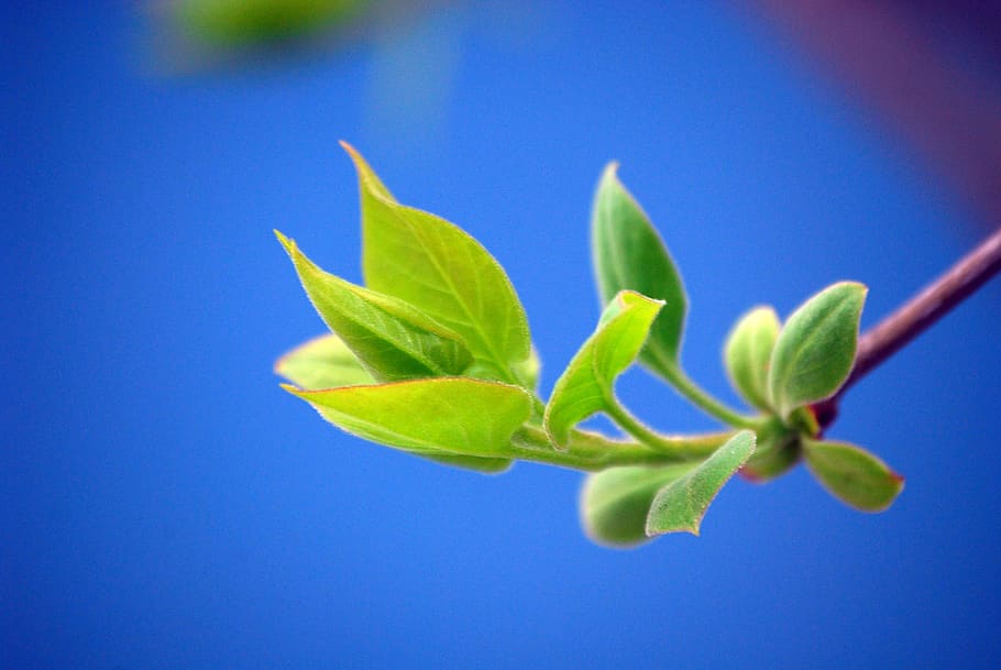 bud, blue, green, spring, nature, plants, lilac, garden, beautiful, HD wallpaper