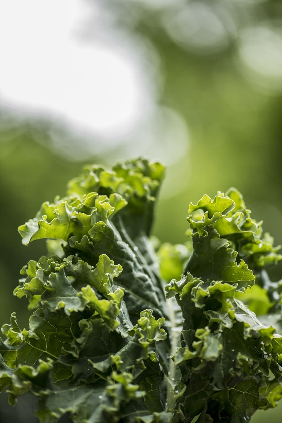 Kale Background Images, HD Pictures and Wallpaper For Free Download |  Pngtree