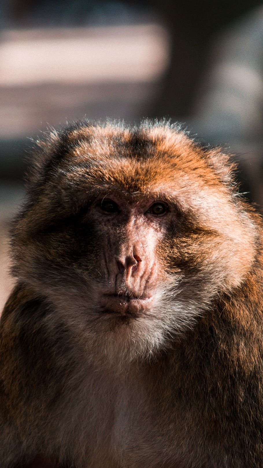 brown and white macaque, monkey, wildlife, animal, mammal, baboon HD wallpaper