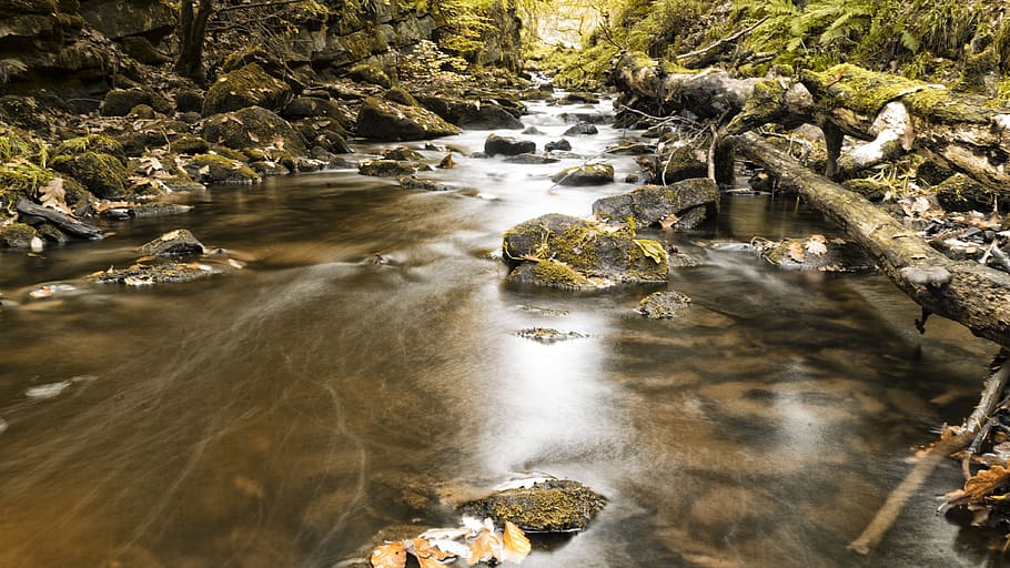 stream, water, forest, autumn, scenic, nature, landscape, scenery HD wallpaper