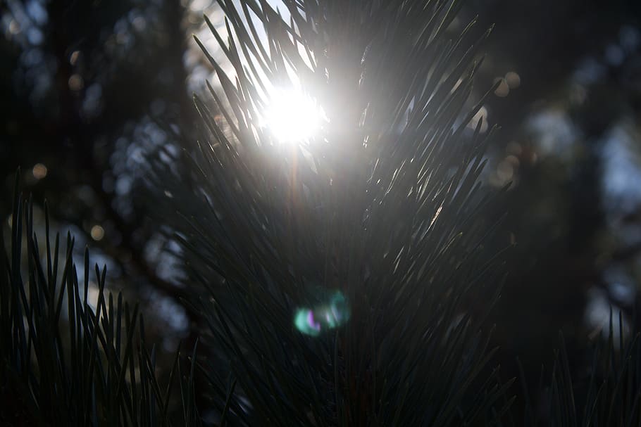 tree, forest, green, light, blue, white, pine, unsplash, water HD wallpaper