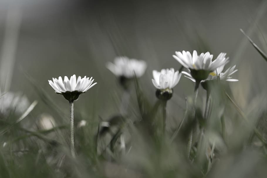 white Daisy flowers, flowering plant, vulnerability, fragility HD wallpaper