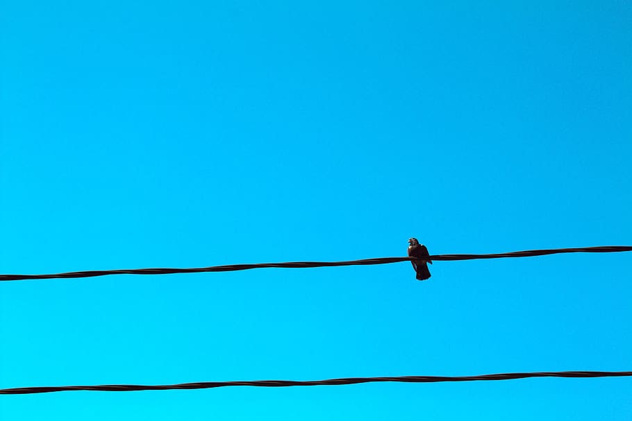 animal, bird, blue sky, cable, dove, from below, grain, minimal HD wallpaper