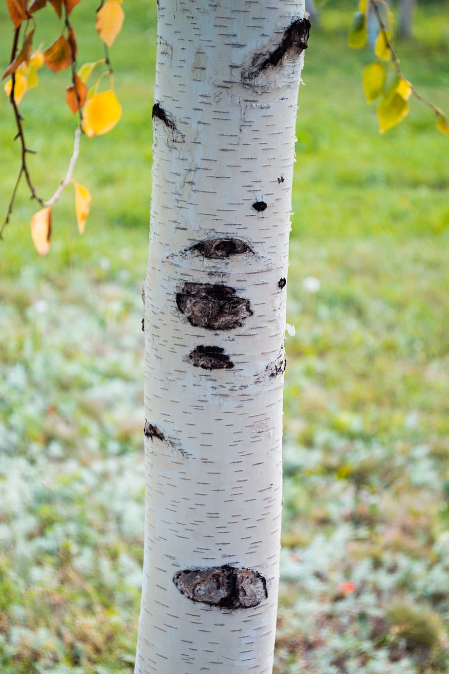 astana, birch, summer, spring, leaves, green, vertical, trees HD wallpaper