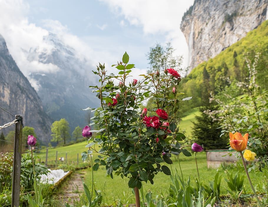 switzerland, lauterbrunnen, plant, beauty in nature, flower, HD wallpaper