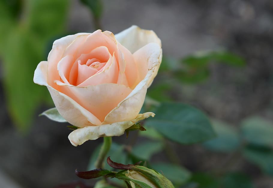 rosa, flower, garden, spring, petal, flowering plant, beauty in nature HD wallpaper