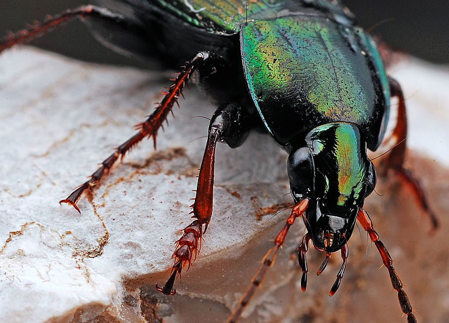 Black and Green Insect, beetle, bug, close-up, legs, macro, nature HD wallpaper