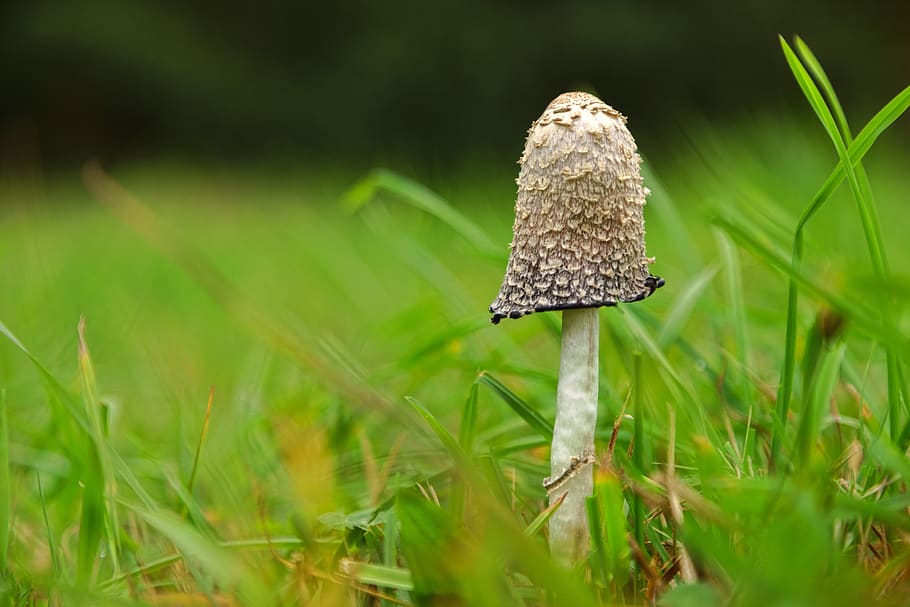 grass, nature, plant, summer, growth, meadow, mushroom, bokeh HD wallpaper