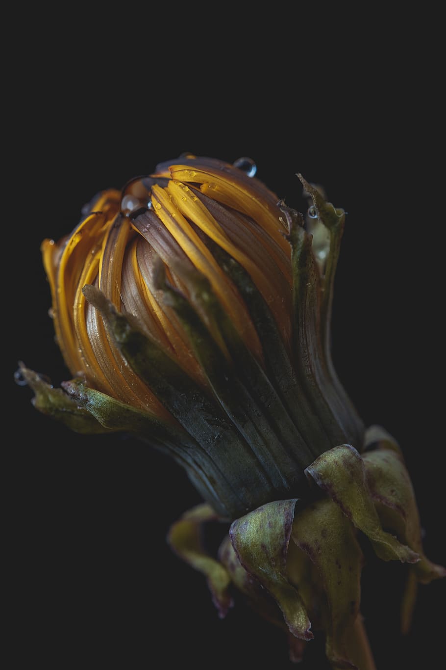 studio shot, close-up, flower, black background, plant, flowering plant HD wallpaper