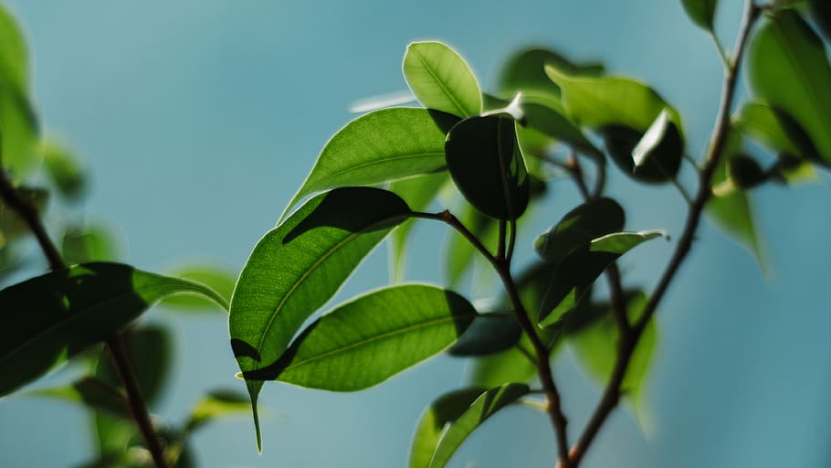 green-leafed plant, plant part, green color, growth, close-up HD wallpaper