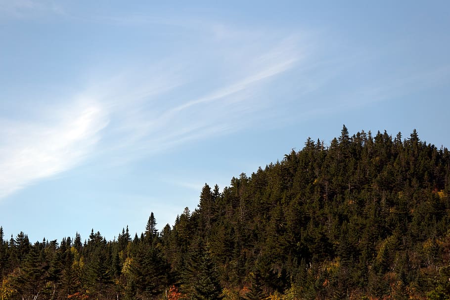 Green Trees, clouds, conifer, dawn, daylight, environment, evergreen HD wallpaper