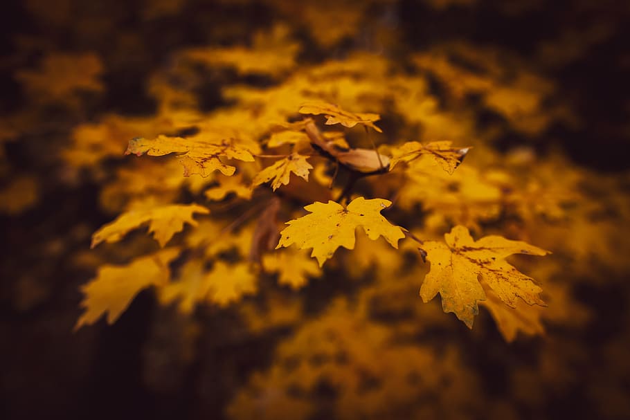 selective focus photography of maple leafs, weather, autumn, fall HD wallpaper