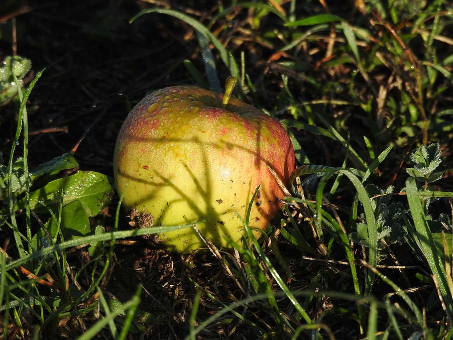 apple, windfall, meadow, orchard, nature, fruit, vitamins, grass