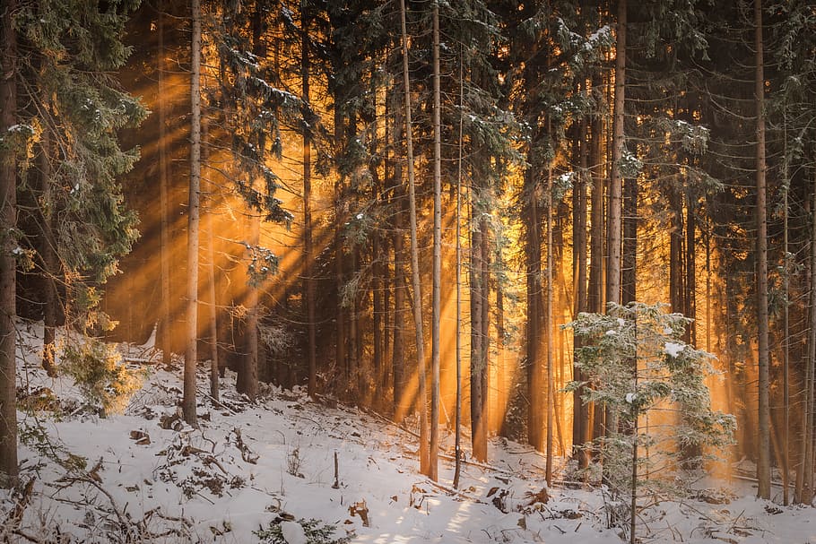 forest trees, snow, scenery, pine, sunrise, warm, sunray, winter HD wallpaper