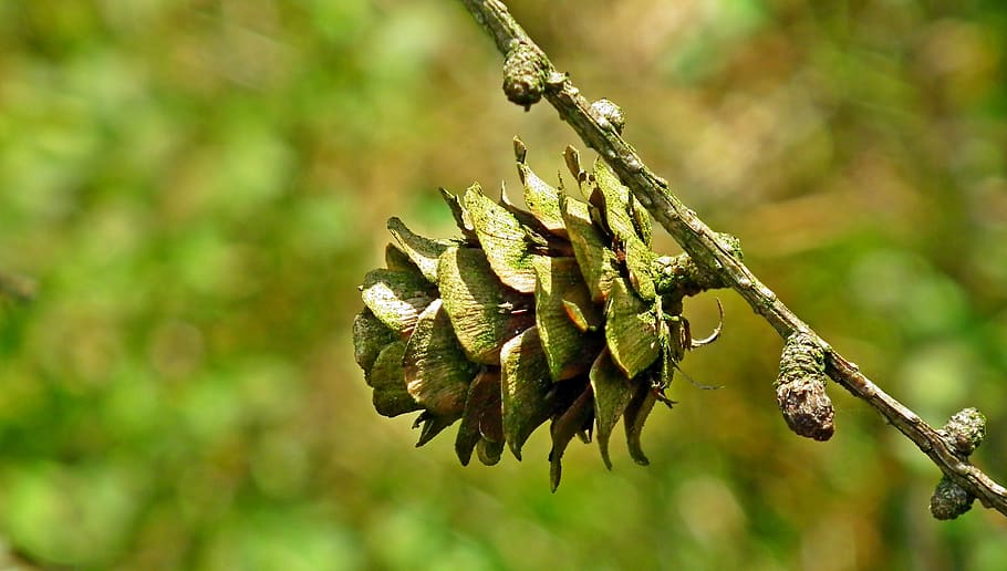 larch, sprig, pine cone, nature, closeup, tree, coniferous HD wallpaper
