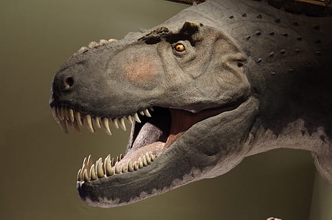 dinosaur, rex, t-rex, teeth, museum, carnivore, predator, paleontology HD wallpaper