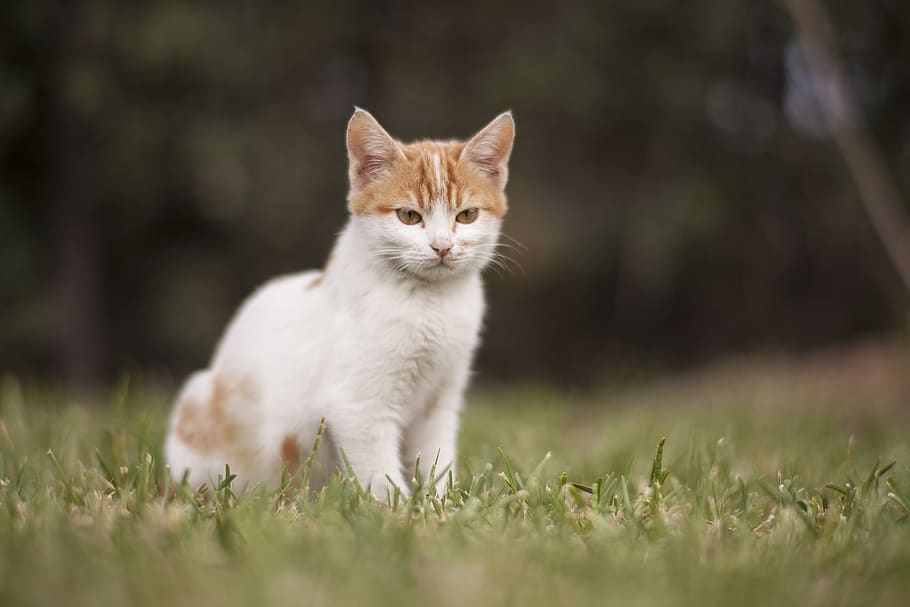 White and Brown Cat on Green Grass Field, adorable, animal, curiosity, HD wallpaper