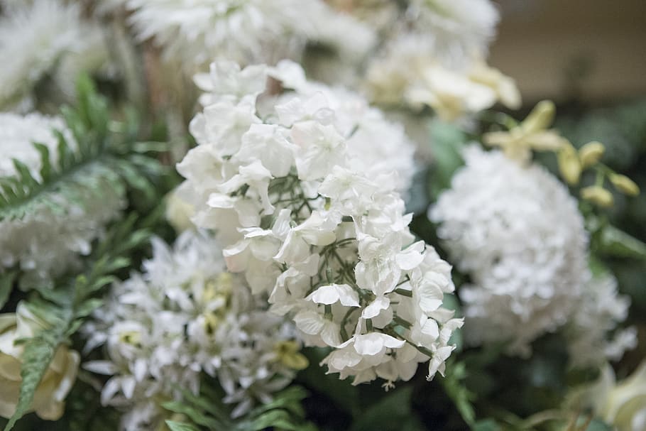 assorted, white, flowers, flowering plant, beauty in nature HD wallpaper