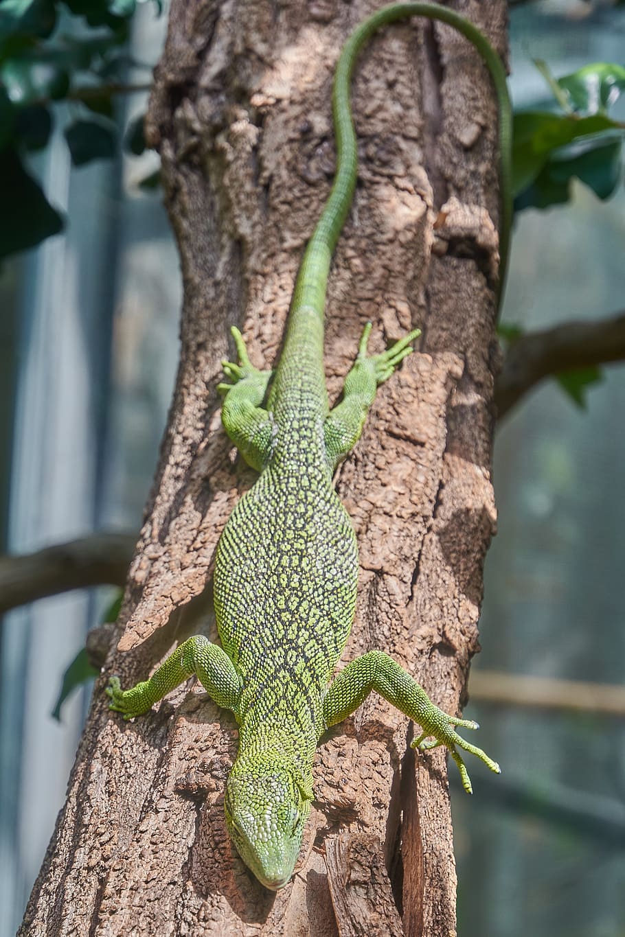 lizard, reptile, close up, iguana, scale, dragon, terrarium HD wallpaper