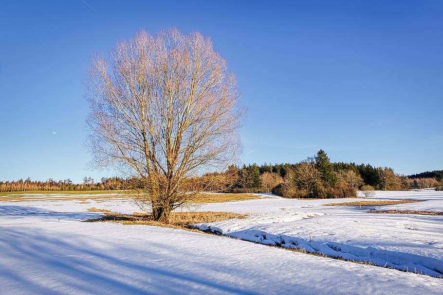 winter, snow, tree, landscape, cold, nature, wintry, snow landscape HD wallpaper