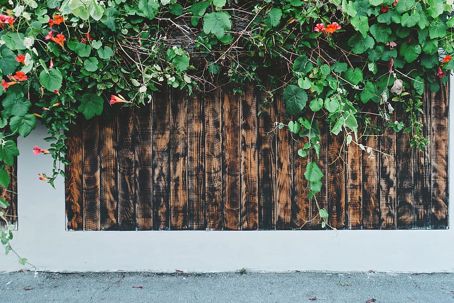 Green Vines on Wall, fence, plant, plant part, growth, leaf, day HD wallpaper