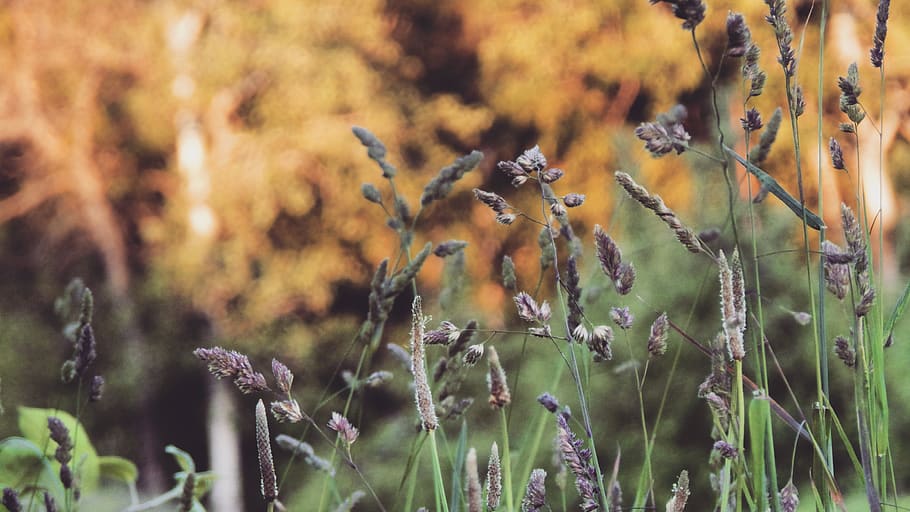 plant, growth, nature, no people, beauty in nature, close-up HD wallpaper