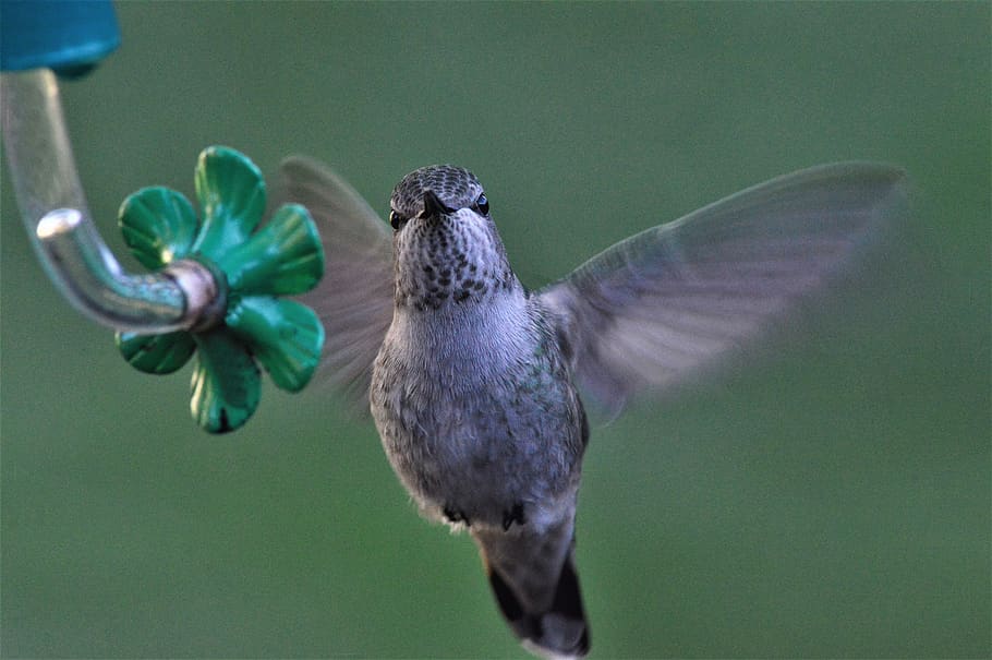 gray hummingbird, animal, animal themes, vertebrate, animal wildlife HD wallpaper
