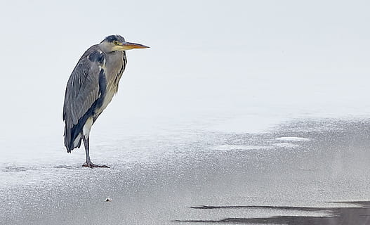 long-beaded gray and black bird on shore, animal, waterfowl, stork HD wallpaper