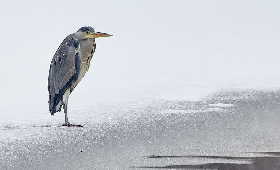 long-beaded gray and black bird on shore, animal, waterfowl, stork HD wallpaper