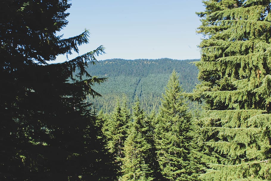 tall green trees view, plant, abies, fir, conifer, pine, spruce HD wallpaper