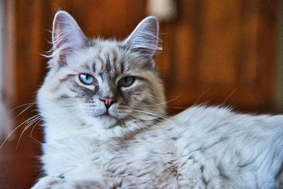 cat, pet, animal, domestic cat, feline, pets, mammal, domestic animals HD wallpaper
