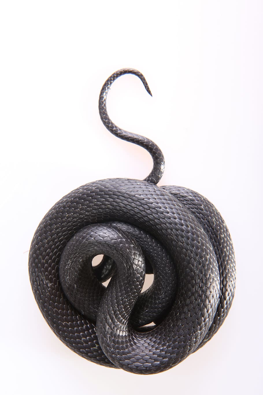 snake, slither, animal, black, cold, blooded, cunning, danger, HD wallpaper
