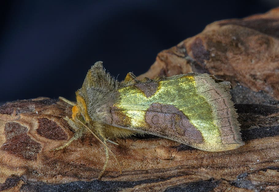 moth, burnished brass, wings, insect, nature, summer, colorful HD wallpaper